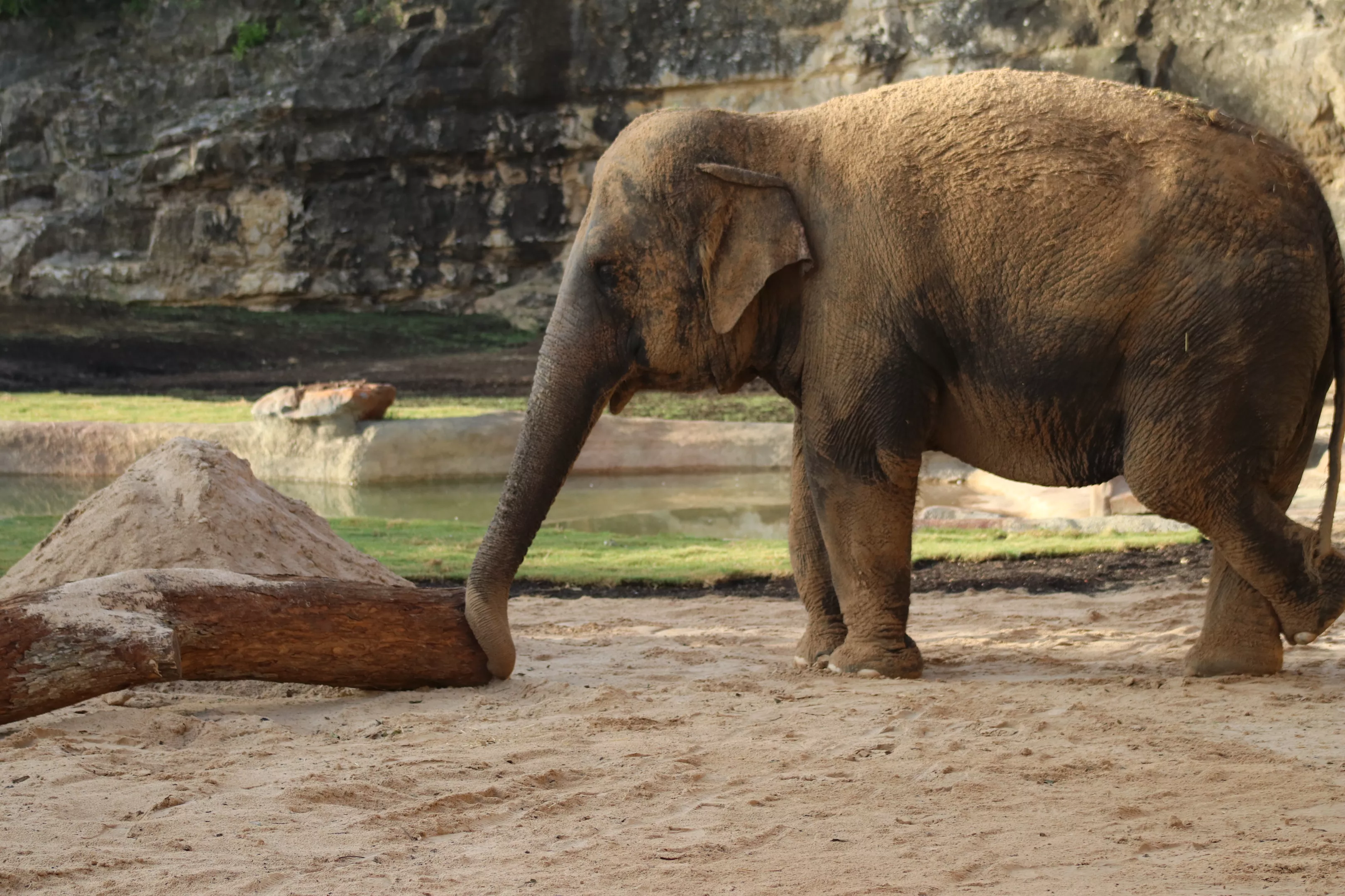 The Zoo s New Elephant Will Be Sent To Florida If It Doesn t Bond With 