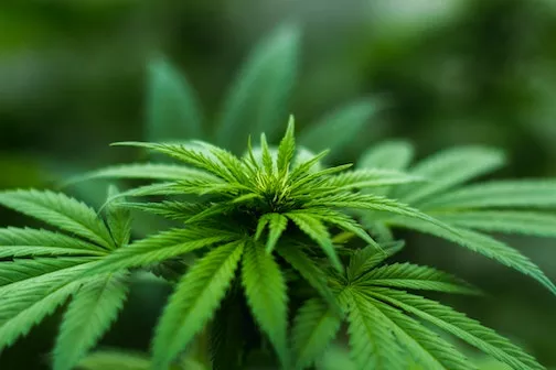 While Texas will this week expand medical access to marijuana, its reform efforts are way behind those of other states. - MICHAEL FISCHER / PIXELS