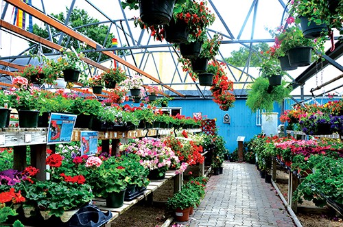 Best Plant Nursery 2017 Shopping San Antonio
