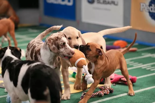 COURTESY OF ANIMAL PLANET
