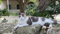 Feeding the Kitty Fund: Southwest School of Art&rsquo;s Campus Cats Benefit from Handmade Masks