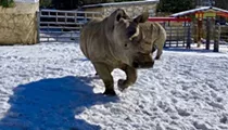 San Antonio Zoo shares adorable photos of animals enjoying the snow
