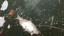 River Authority investigating deaths of fish in San Antonio River due to freezing temperatures