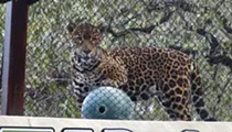 New Neotropica realm featuring endangered jaguars debuts at the San Antonio Zoo on Friday