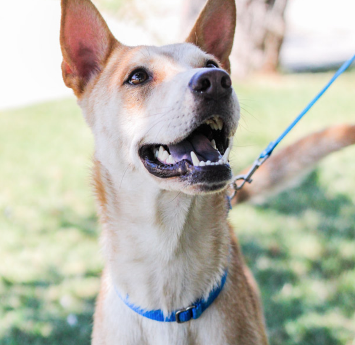 20 Adoptable Dogs in San Antonio That Will Look Adorable in Your