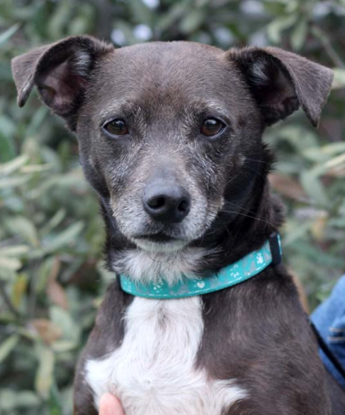 15 Adoptable Dogs in San Antonio That Will Love You Forever San