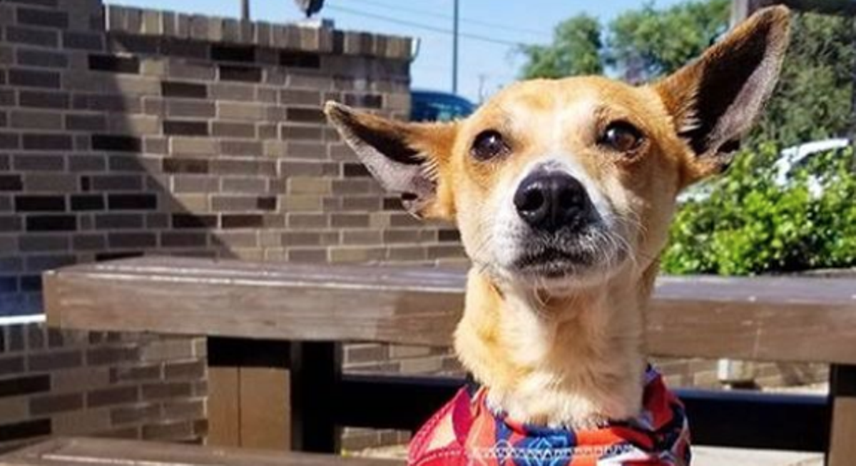 pet adoption events this weekend near me