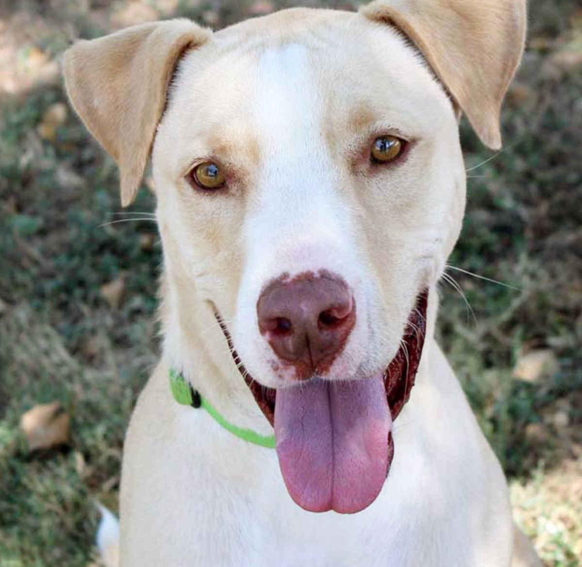 20 Adoptable Animals in San Antonio That Want to Meet You - San Antonio - San Antonio Current
