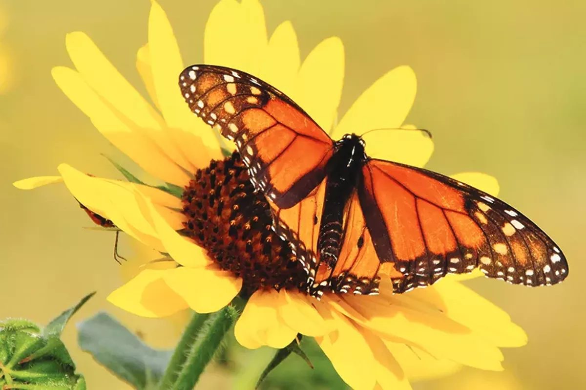 SAWS Spring Bloom Combines Monarchs and Water Conservation The Daily