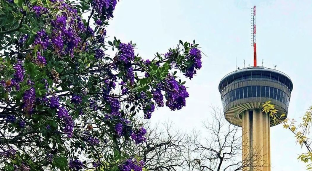 San Antonio's Tower of the Americas to host third annual Wine Fest next month - Vimarsana News