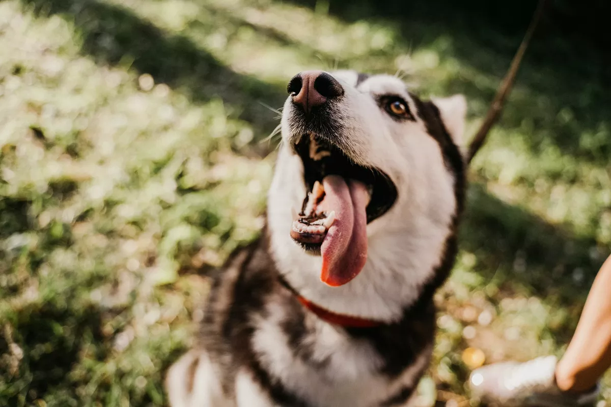 Texas Gov. Greg Abbott signs new version of Safe Outdoor Dogs Act, a bill he vetoed in May - Vimarsana News