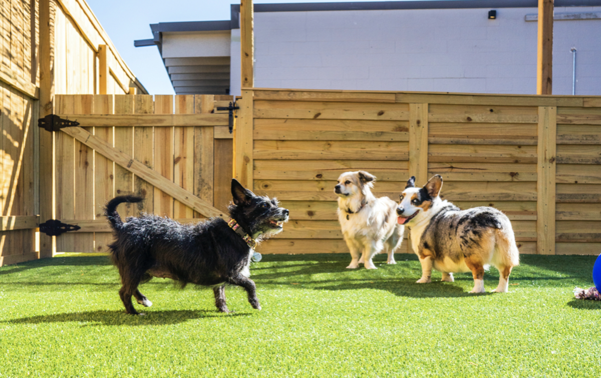New dog walking and boarding facility to open in San Antonio's Pearl neighborhood Dec. 8 | San Antonio News | San Antonio - Vimarsana News