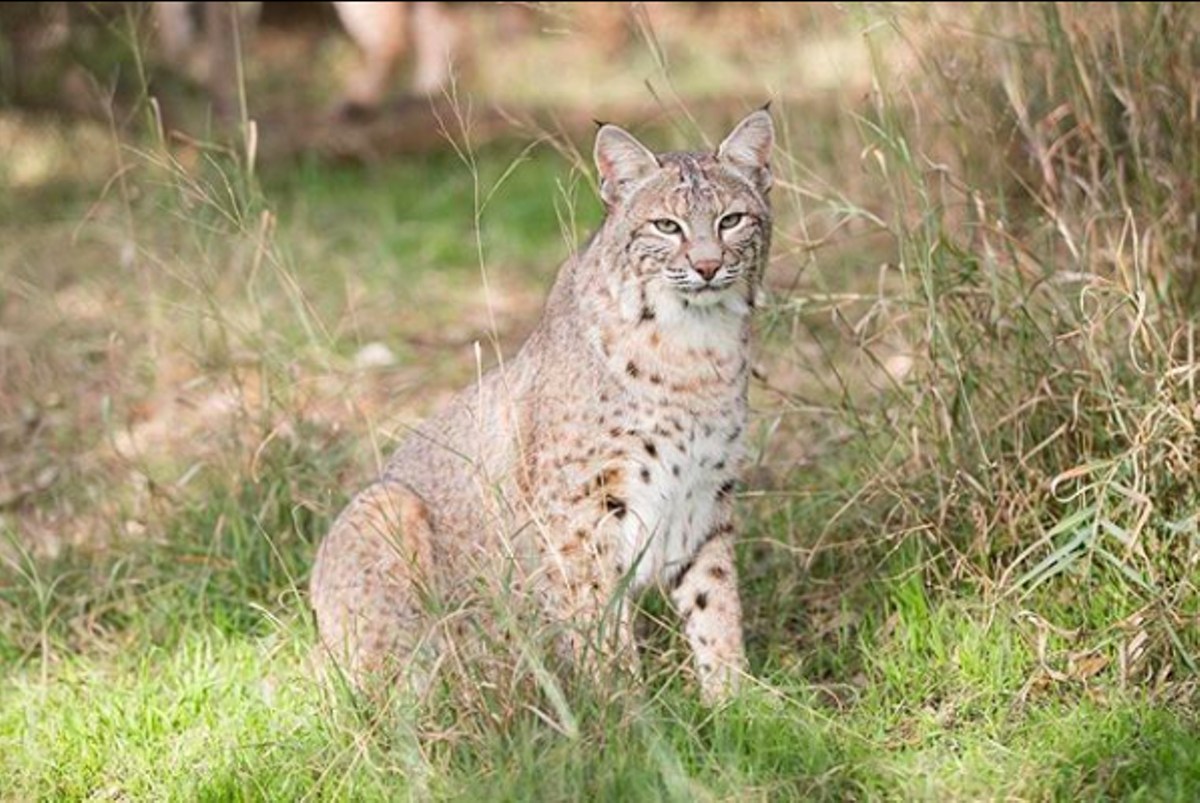 Wildlife Rescue and Rehabilitation Ready to Take in Animals Displaced