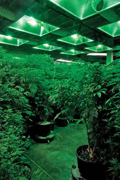 A bountiful harvest at Denver’s Medicine Man dispensary
