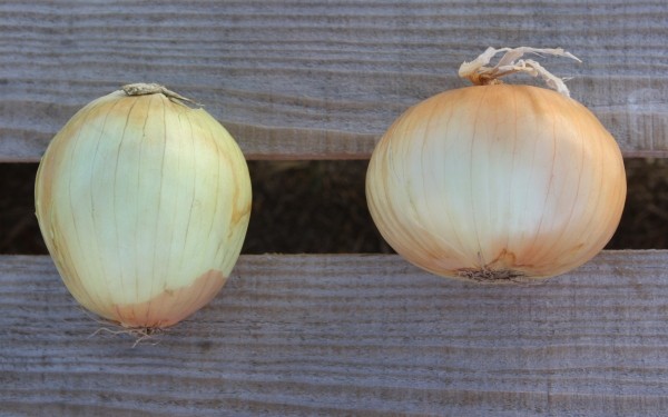 Biting onion (L) and sweet onion (R), both from the same grocery bin. - WINA STURGEON