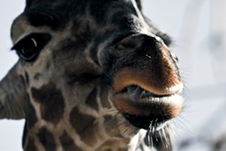 giraffe_with_mouth_snarl.jpg