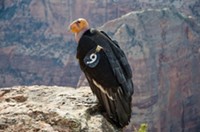 Giant vulture-like bird baby could be in Utah cave