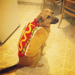 Hot Dog hating life