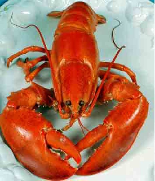 lobster.jpg