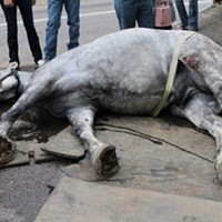 Jerry the carriage horse who collapsed on a downtown Salt Lake City street in August 2013