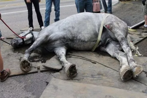 Jerry the carriage horse who collapsed on a downtown Salt Lake City street in August 2013