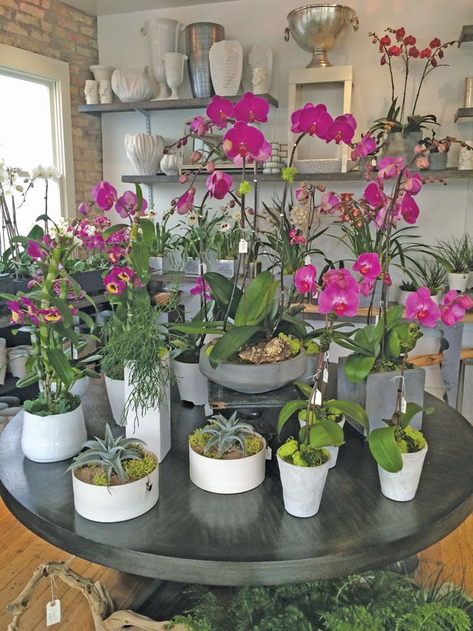 Orchid Dynasty