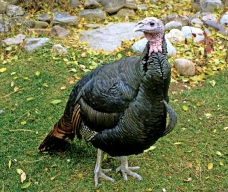 See turkeys up close and personal at the Hogle Zoo. - WINA STURGEON