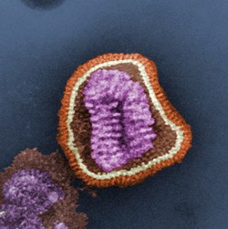 influenza_virus_particle_color.jpg