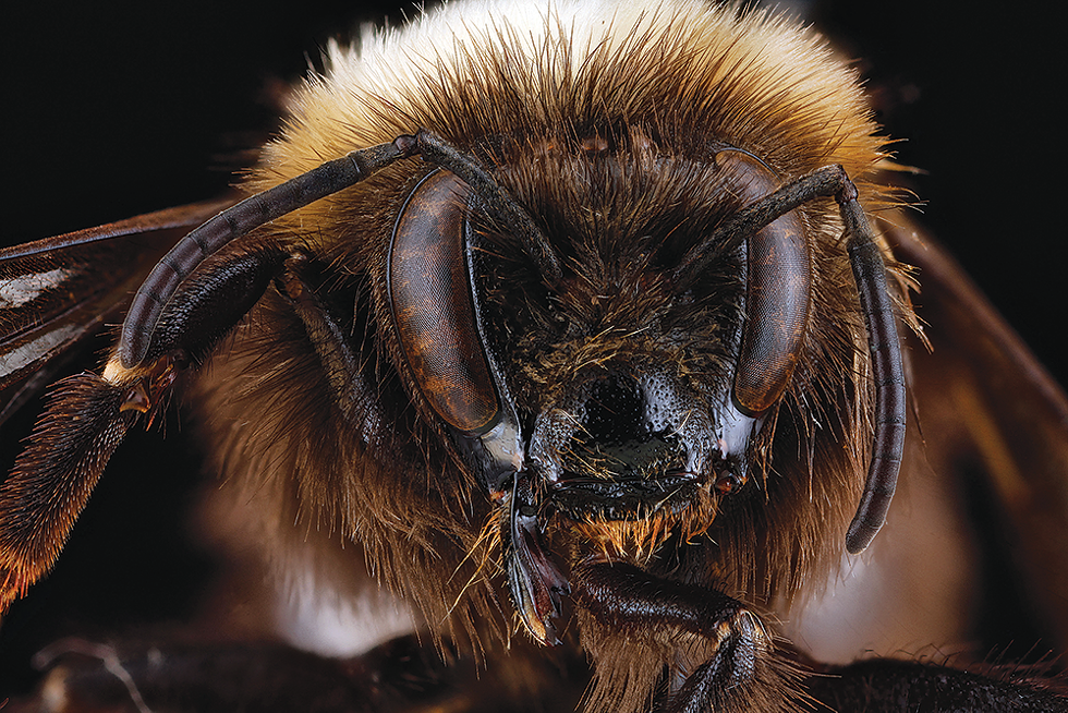 Honey companies, local and national, are trying to devise new ways to increase diversity and numbers in native bee populations. - USGS BEE INVENTORY AND MONITORING LAB