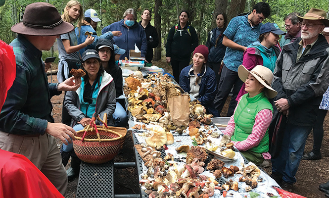 The Mushroom Society of Utah gather for the Fall Foray event - COURTESY PHOTO
