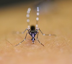 Feeding time: Aedes albopictus mosquito - ARY FARAJI