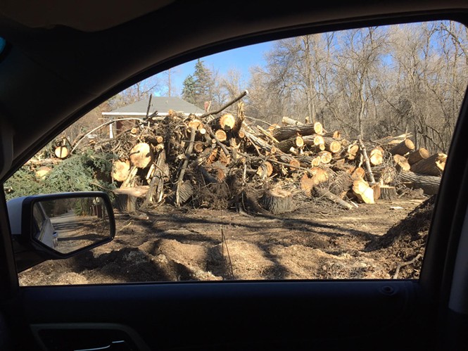 The remains of some of the cherished trees cut down by a new owner of a large Holladay lot. - SUSAN BASMAJIAN