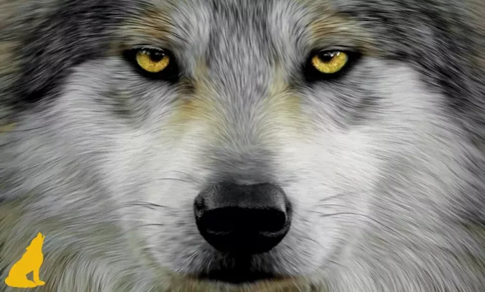 team wolf cover story