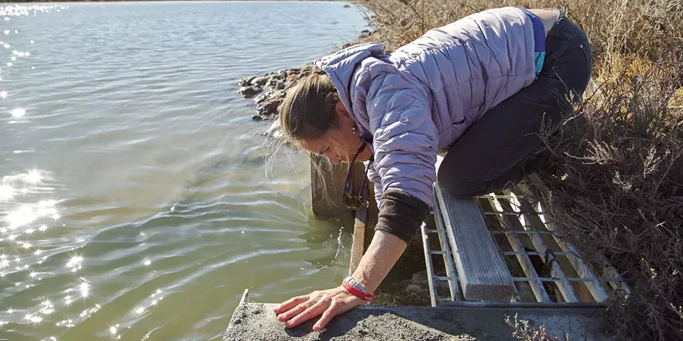 Heidi Hoven lifts up a board to let water flow from one area of the Gilmore Sanctuary to another. - SARAH ARNOFF
