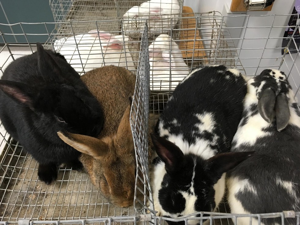 Pairs of rabbits are on display in cages at Riverton High School for the first Rabbit Breeders Convention. - DW HARRIS