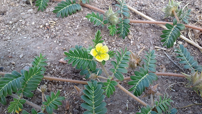 Bike tires flat? The noxious weed puncturevine is often to blame