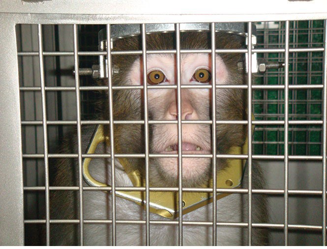 Frik, a monkey that underwent lab testing at U of U in 2009. This is not the monkey that was euthanized. - COURTESY PETA