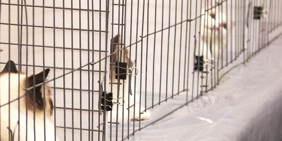 Cats await judging in ring cages - SARAH ARNOFF