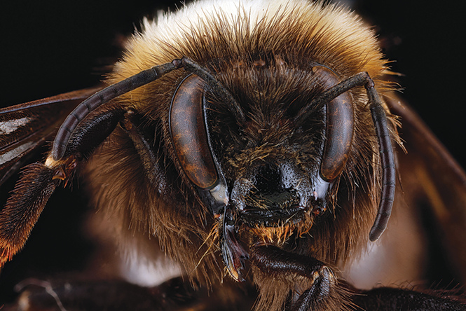 The Buzz Utahs Native Bees In Peril News Salt Lake City Weekly