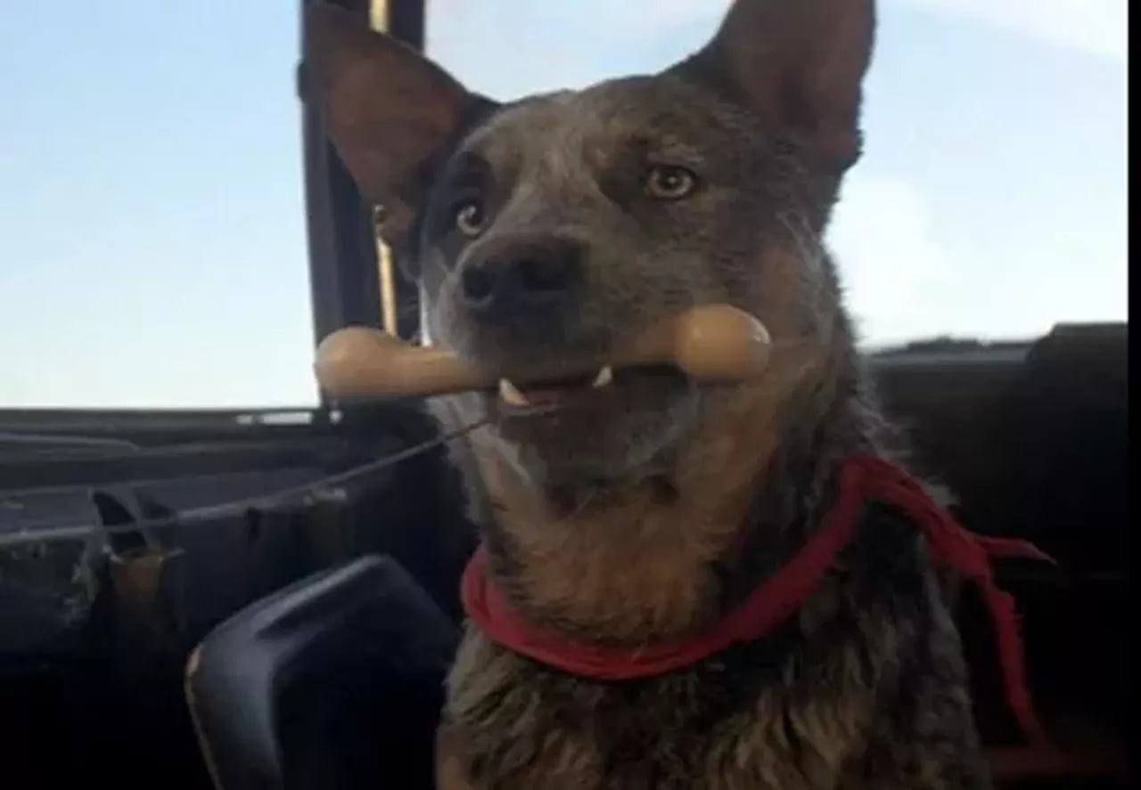 австралийский хилер собака безумный макс. собака мэд макса. Mad max собака. Mad max собака. собака в фильме безумный макс 2.