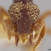 University of Utah Prof. Discovers "Terrifying" Predator Ants