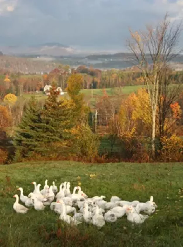 A Goose Farm Launches in Cabot Food News Seven Days Vermont's