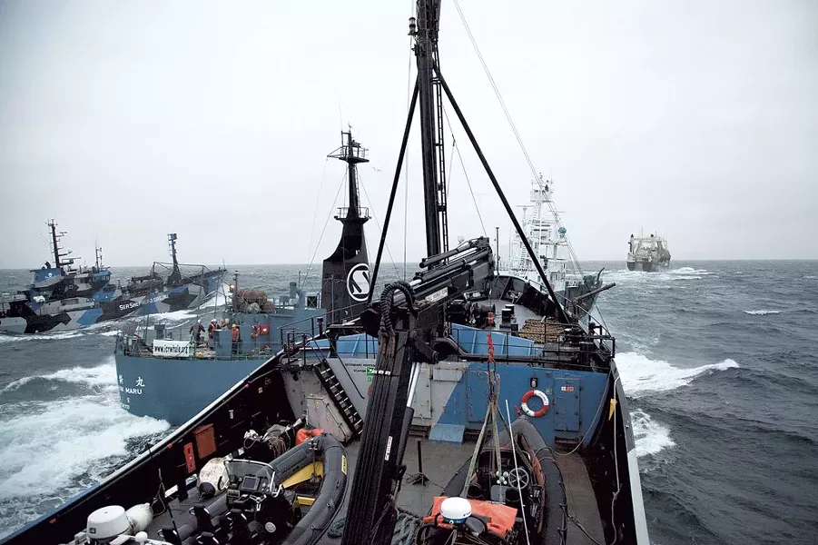 A Sea Shepherd vessel, Steve Irwin, nearly collides with the Yushin Maru - COURTESY OF SEA SHEPHERD CONSERVATION SOCIETY