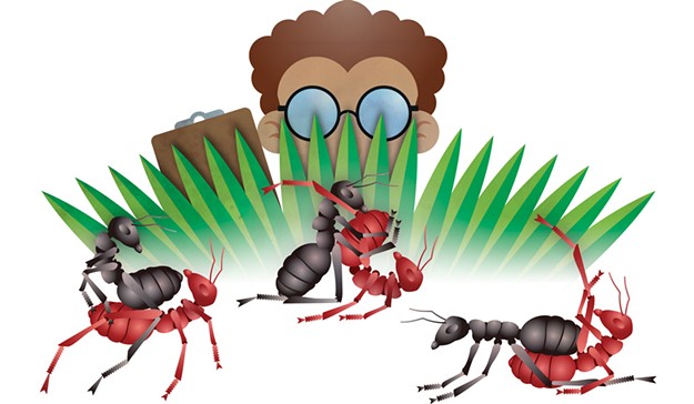 Ant Cartoon Sex - A UVM Study Considers the Sex Life of Ants | Animals | Seven ...