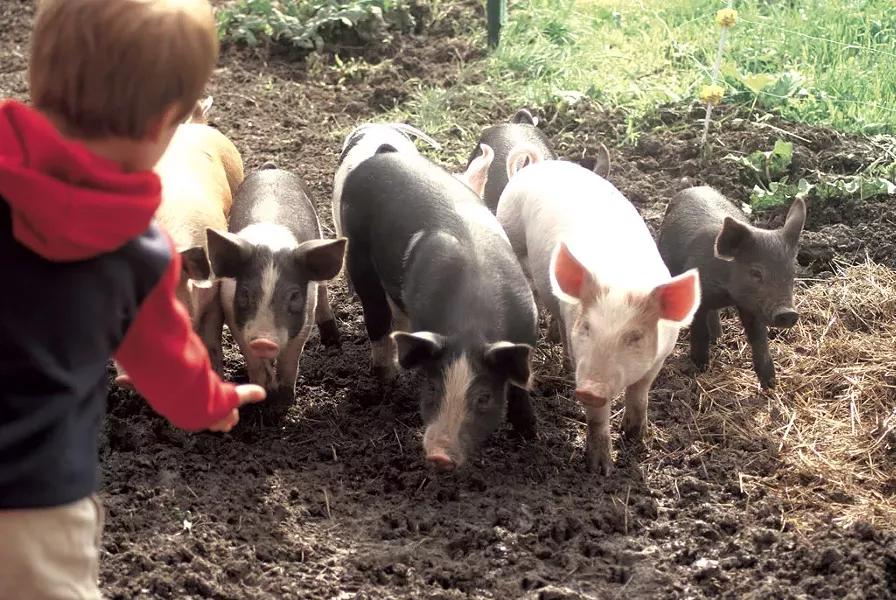 PHOTOS COURTESY OF AGRICOLA FARM