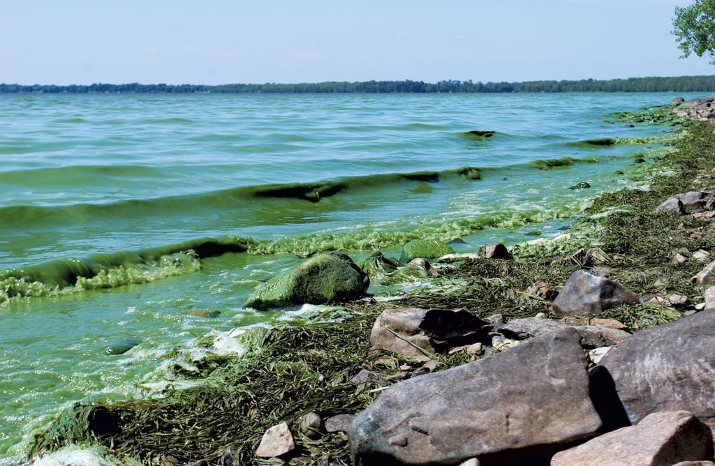 Algae-green waves roll upon the shore in Missisquoi Bay - COURTESY OF KATHRYN FLAGG
