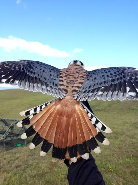 American Kestrel
