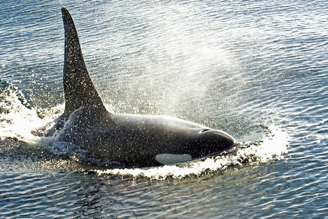 An orca - COURTESY OF WIKIMEDIA COMMONS