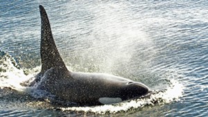 An orca