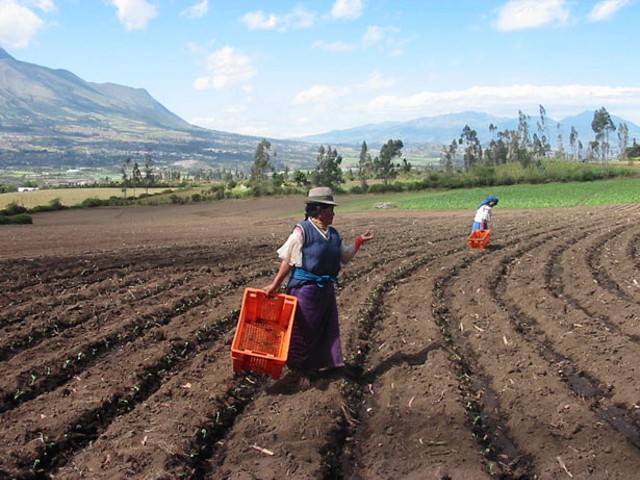ARD's "Ecuador Pro Norte" project increases income and employment for small- and medium-scale farmers